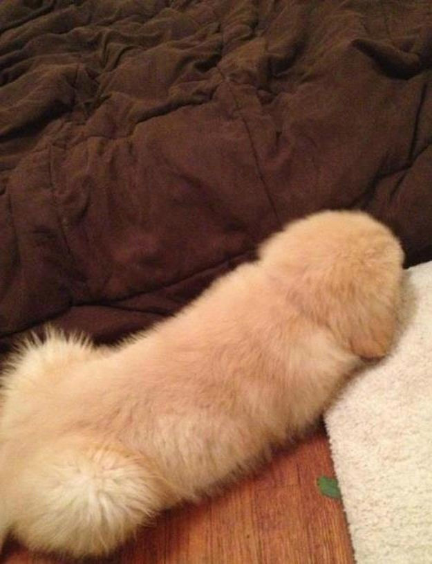 the_best_wtf_animals_pictures_for_2012_06.jpg