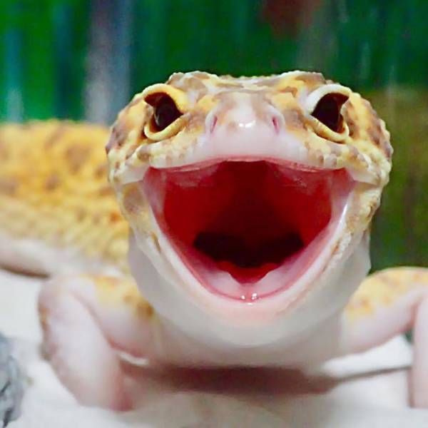 This Gecko Friendship Is An Example For All The Friends Out There This Gecko Friendship Is An Example For All The Friends Out There
