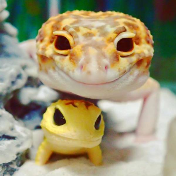 This Gecko Friendship Is An Example For All The Friends Out There This Gecko Friendship Is An Example For All The Friends Out There