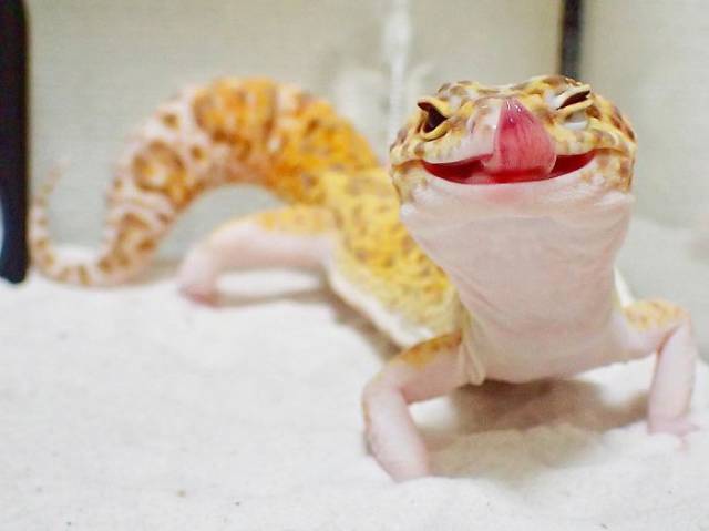 This Gecko Friendship Is An Example For All The Friends Out There This Gecko Friendship Is An Example For All The Friends Out There
