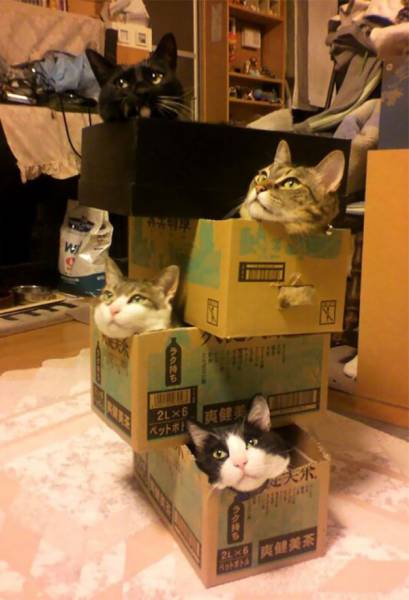 http://img.izismile.com/img/img10/20170729/640/daily_picdump_2576_640_34.jpg