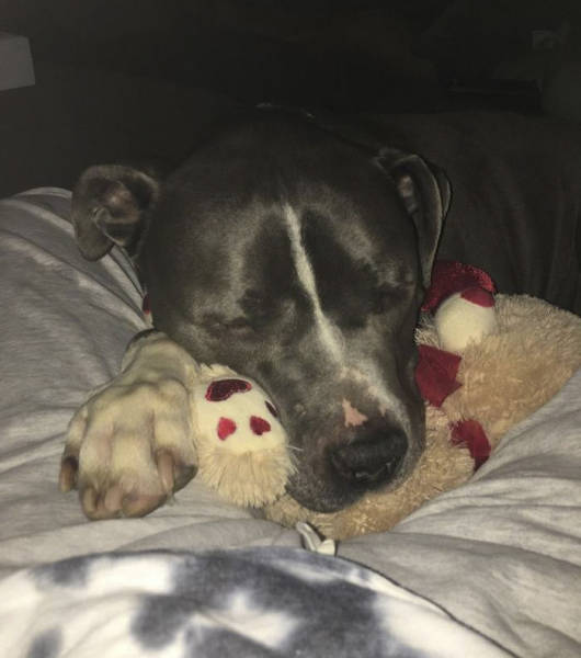 This Dog’s Emotions Have Conquered The Hearts All Over The Internet This Dog’s Emotions Have Conquered The Hearts All Over The Internet