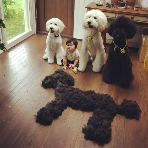This One-Year-Old Girl And Her Giant Poodle Are The Ultimate Friendship Goal! This One-Year-Old Girl And Her Giant Poodle Are The Ultimate Friendship Goal!