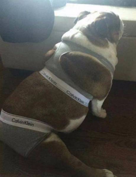 Daily Picdump