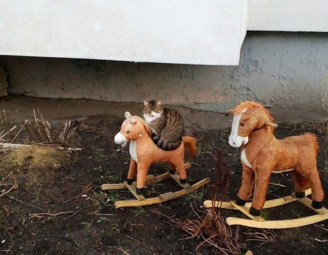 Daily Picdump