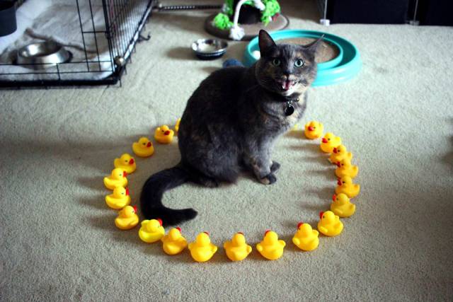 Daily Picdump