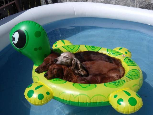 Daily Picdump