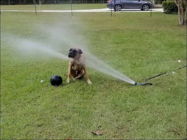 Daily Picdump