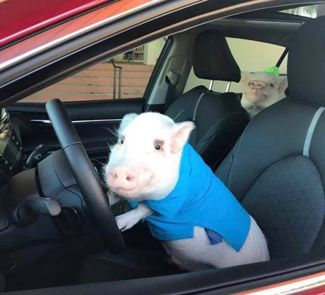 Daily Picdump