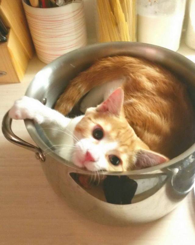 Daily Picdump