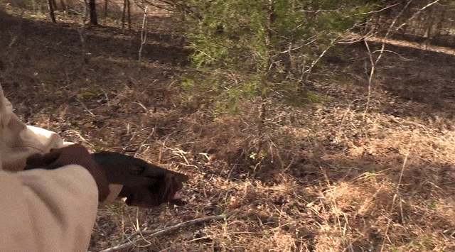 daily_gifdump_1518_28.gif