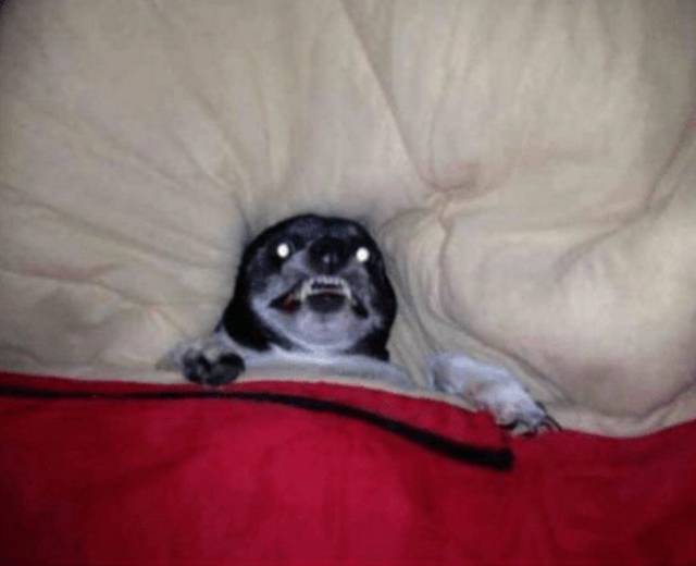 Daily Picdump