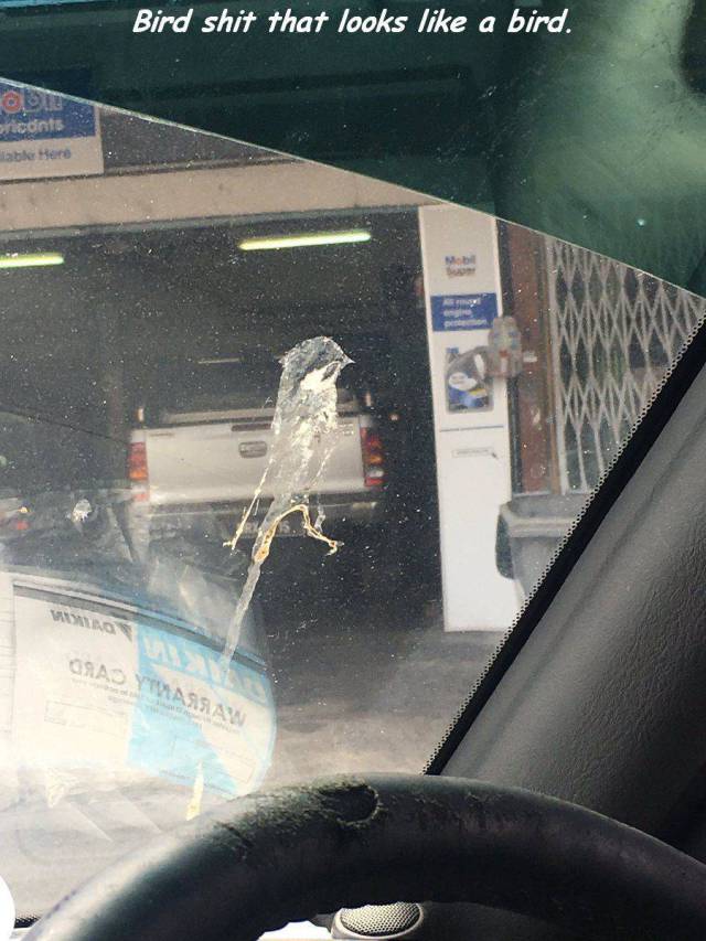 Daily Picdump