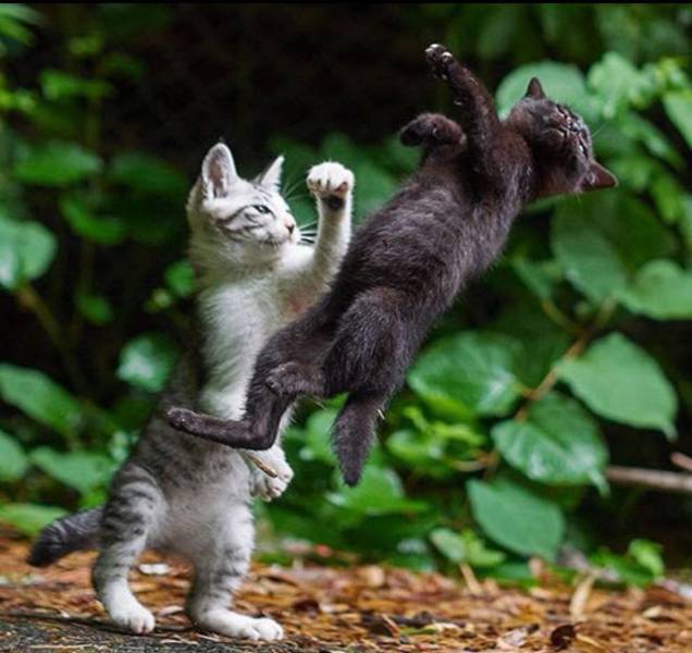 Daily Picdump