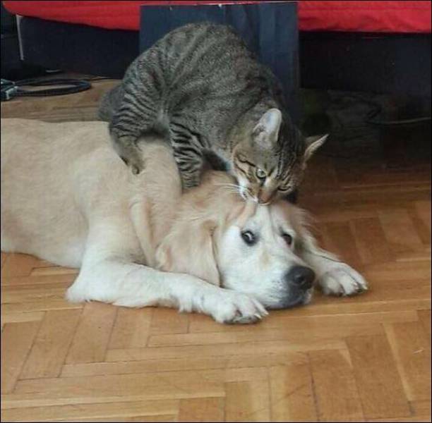 Daily Picdump