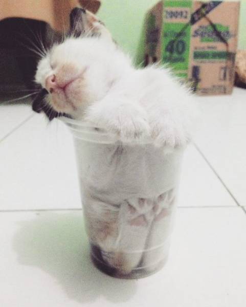 Cats Will Sit Anywhere They Can Fit In Cats Will Sit Anywhere They Can Fit In