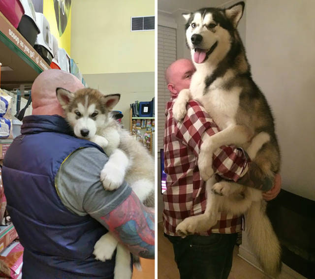 What Could Be Funnier Than A Husky More Huskies Of