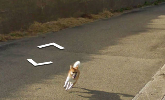 This Dog Chasing a Street View Car Is the Cutest Thing We’ve Seen on Google Maps