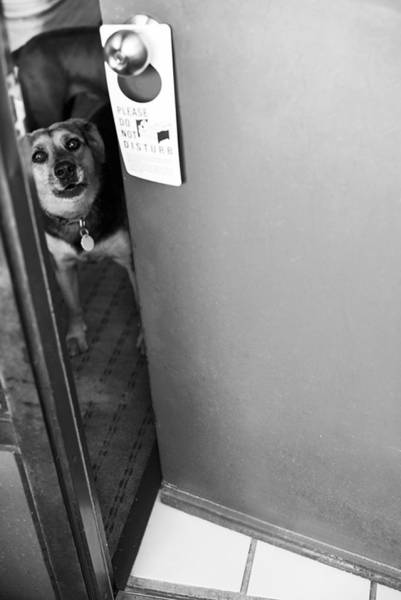 They Gave This Dying Pit Bull A Hell Of A Parting Gift They Gave This Dying Pit Bull A Hell Of A Parting Gift