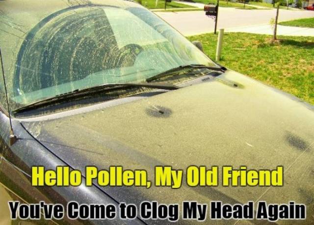 Don’t Sneeze On These Allergy Season Memes