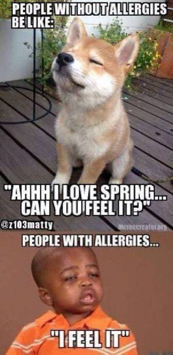 Don’t Sneeze On These Allergy Season Memes