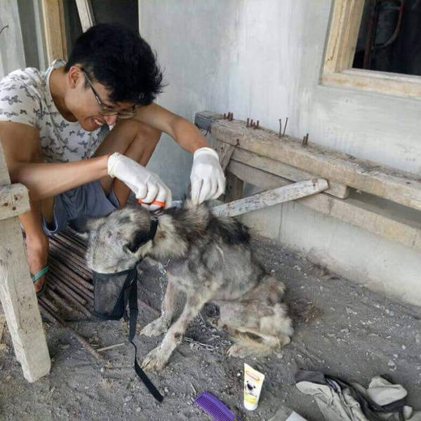 How A Saved Husky Looks Like Before & After She Was Saved From The Streets