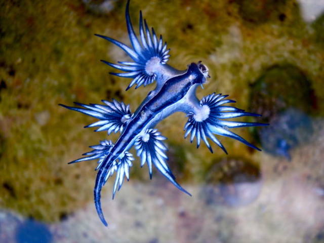 These Are Not The Animals We Learned About In School
