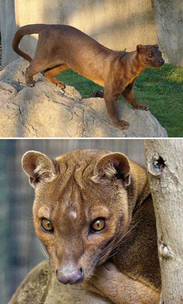 These Are Not The Animals We Learned About In School
