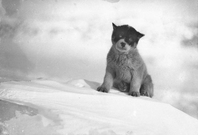 First Australasian Antarctic Expedition Looked Like This More Than 100 Years Ago