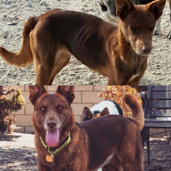 How A Life Of An Animal Can Change With A Newly Found Home