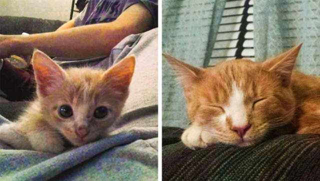 How A Life Of An Animal Can Change With A Newly Found Home