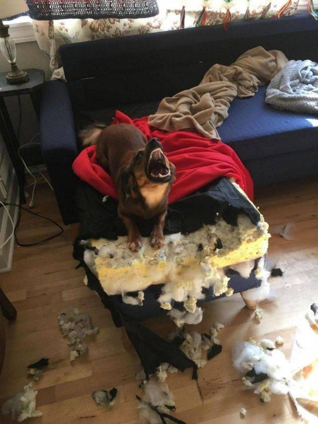 Daily Picdump