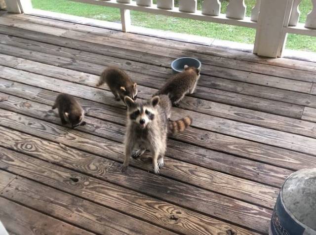 Feeding A Pregnant Raccoon Is A Risky Thing