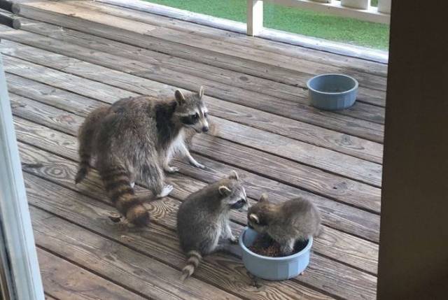 Feeding A Pregnant Raccoon Is A Risky Thing