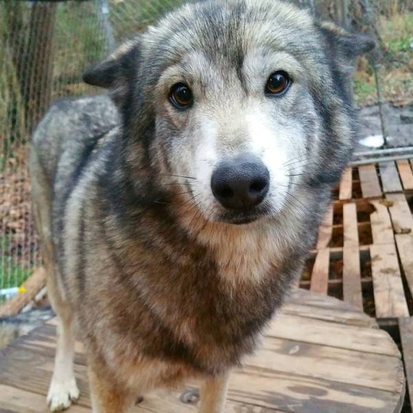 Wolfdogs Are Tens Of Kilos Of Adorable Deadliness