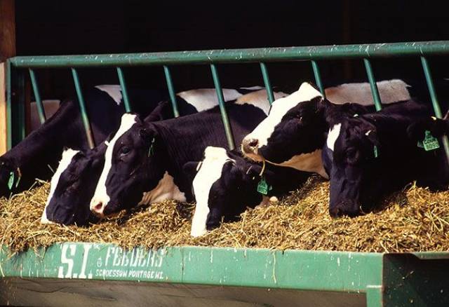 Our Food Contains All Sorts Of Strange Ingredients