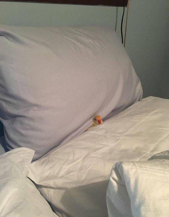 Daily Picdump