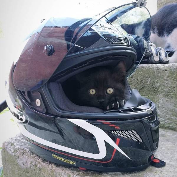 Daily Picdump