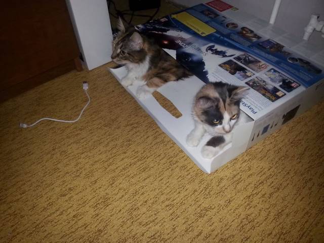 Daily Picdump