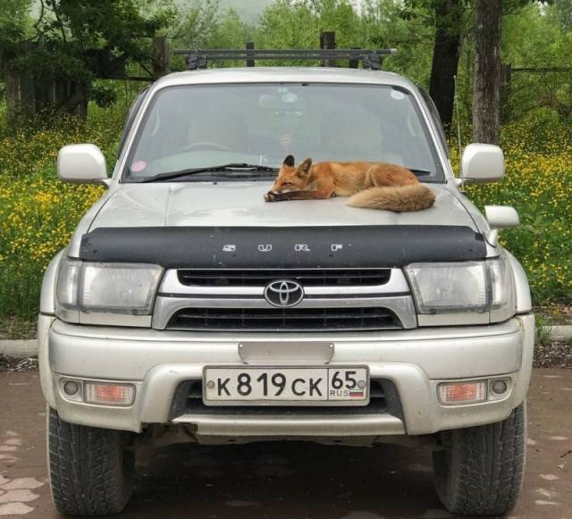 Daily Picdump