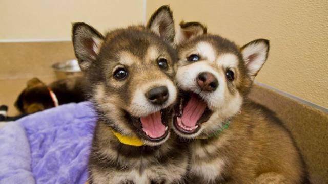 Daily Picdump