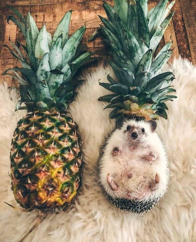 Daily Picdump