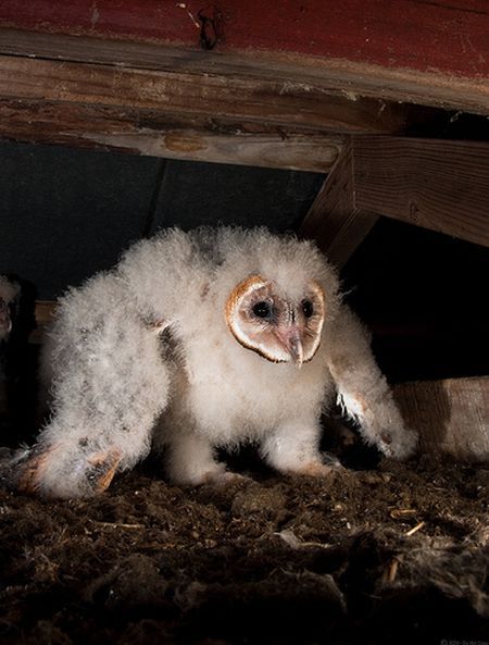 funny owl. 1 Baby Barn Owl (21 pics +