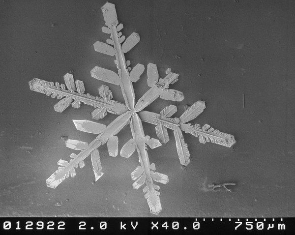 Snow by microscope (23 pics)