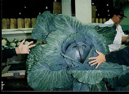 Giant Vegetables (26 pics)
