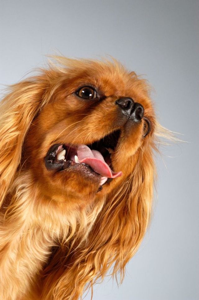 Dogs portraits (65 pics) - Izismile.com