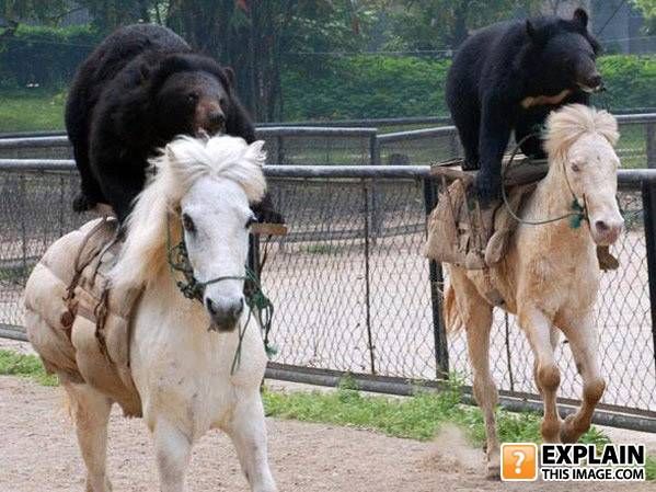 Random pictures that make no sense (55 pics)