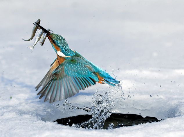 Kingfishers – little killing machines (4 pics)