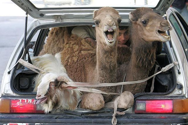 Funny picdump (107 pics)