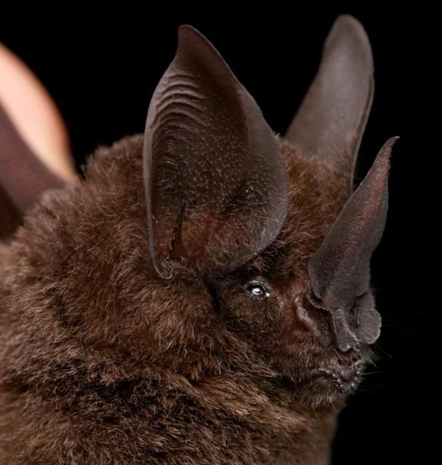 Bats’ faces (54 pics)